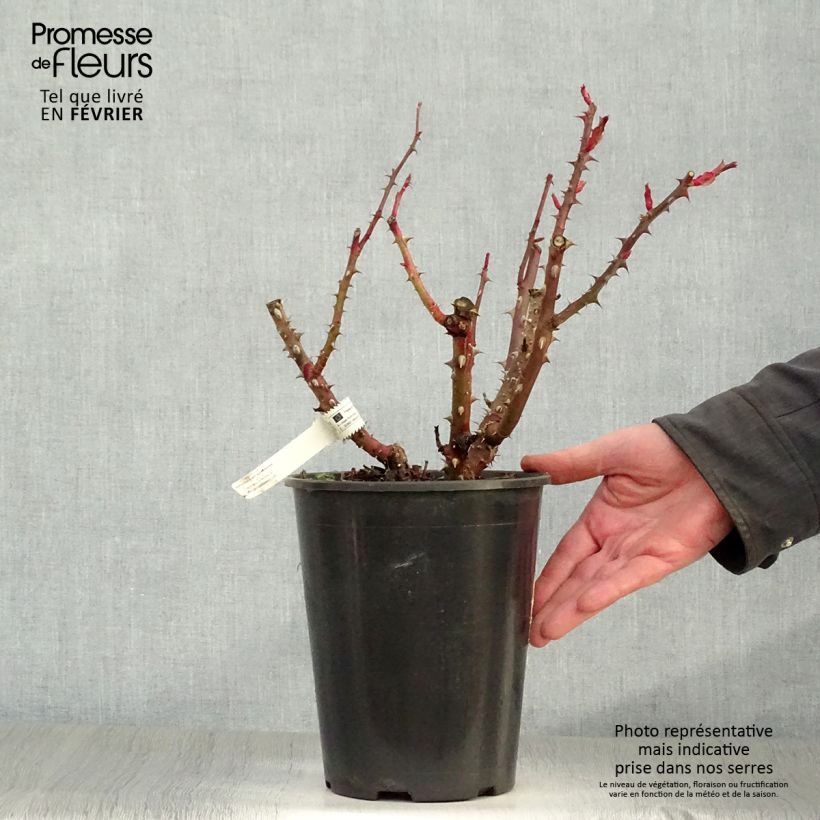 Amostra de Rosier à grandes fleurs La rose Monsieur Pot de 4L/5L tal como entregue no inverno