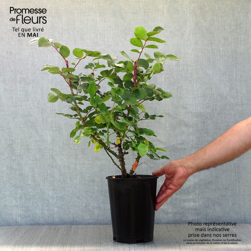 Amostra de Roseira de flor grande Laetitia Casta Vaso de 4 L/5 L tal como entregue na primavera