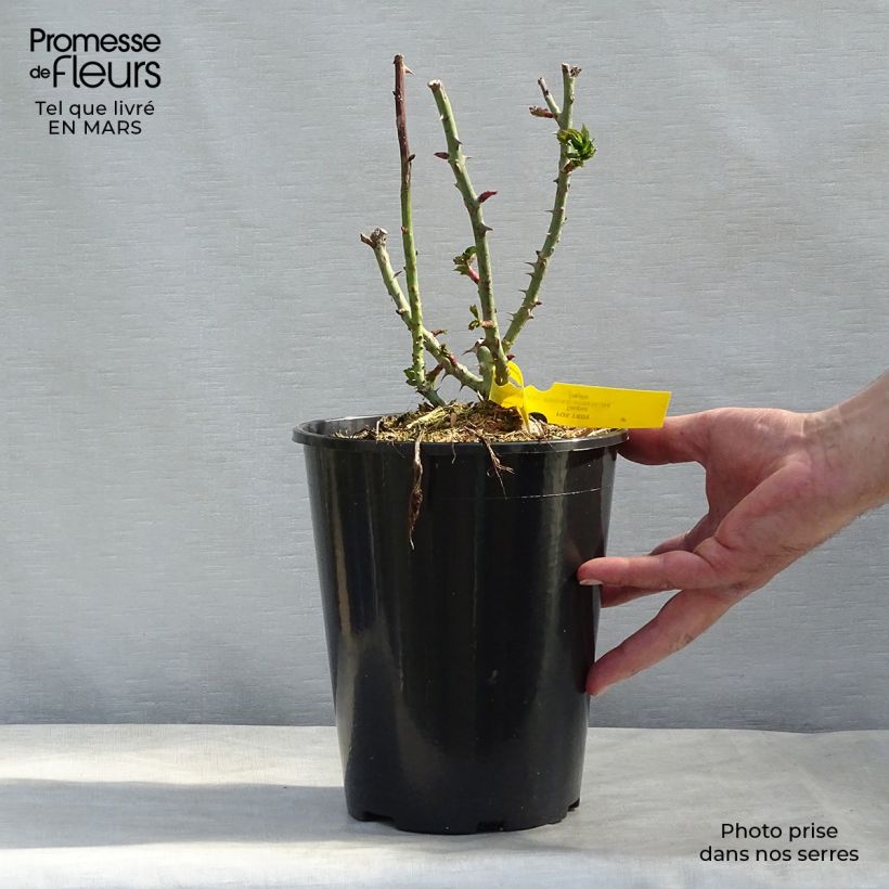 Amostra de Rosier à grandes fleurs Les Années Folles Fox Trot Vaso de 4 L/5 L tal como entregue no inverno