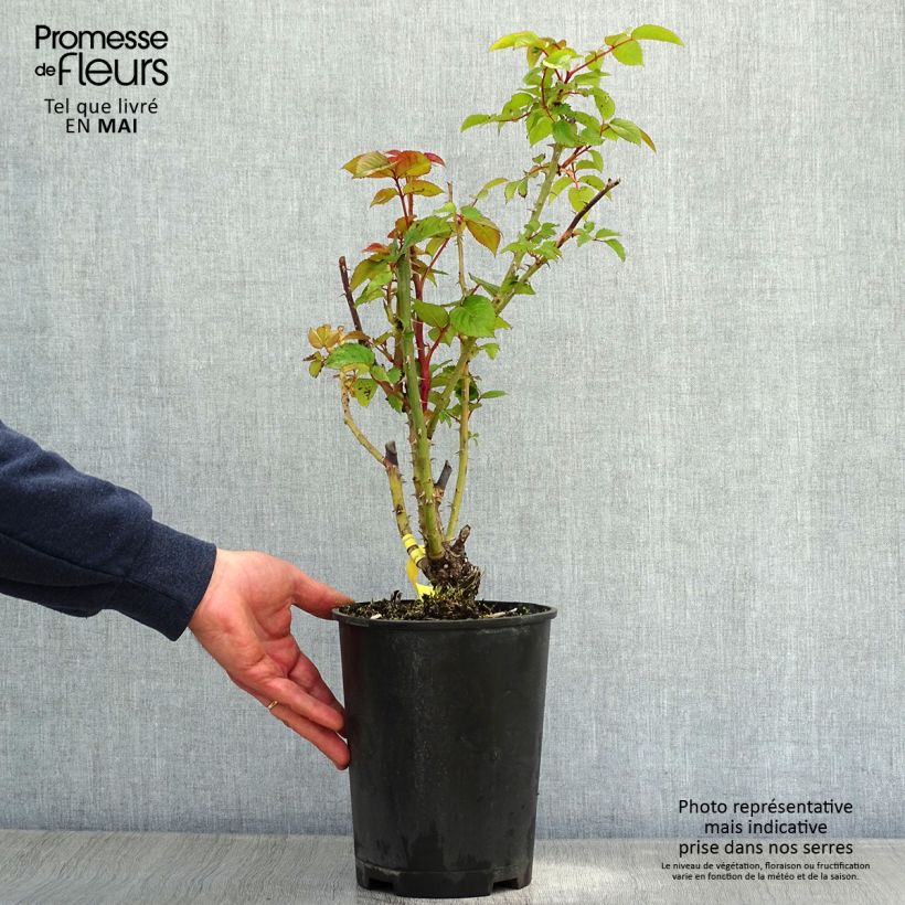 Amostra de Roseira de flor grande Les Années Folles Fox Trot Vaso de 4 L/5 L tal como entregue na primavera