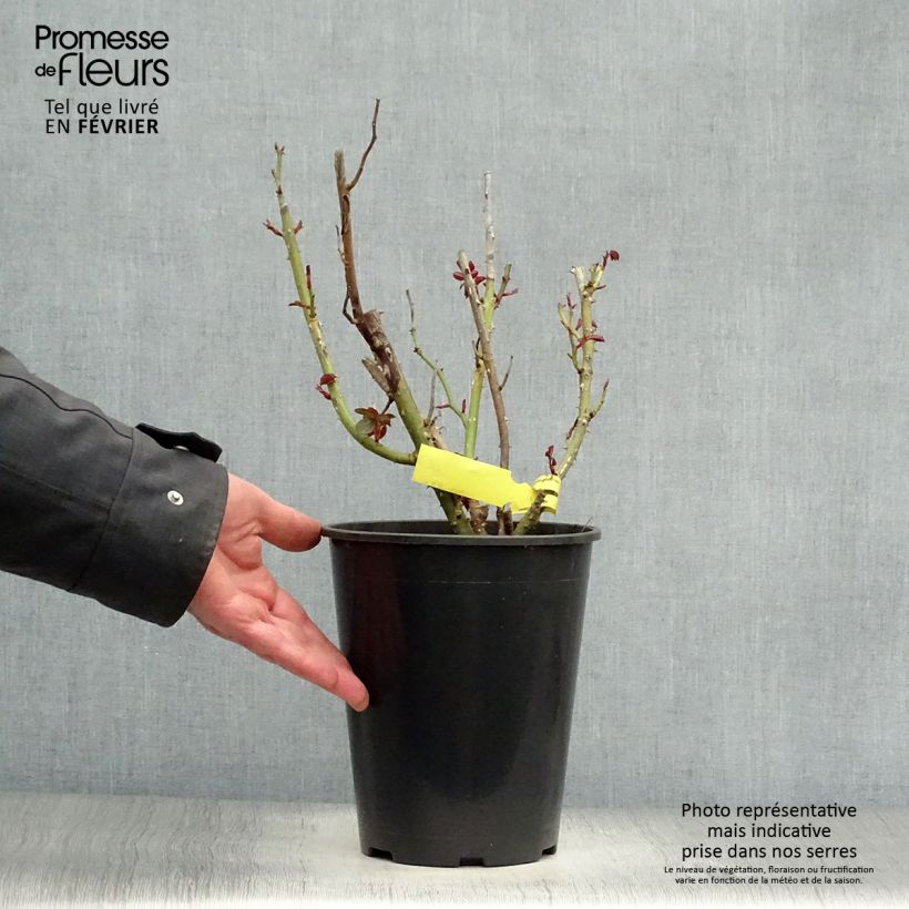 Amostra de Rosier à grandes fleurs Les Années Folles La Garçonne Vaso de 4 L/5 L tal como entregue no inverno