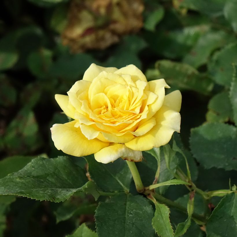 Roseira de flor grande La Rotonde - Rosa (Floração)