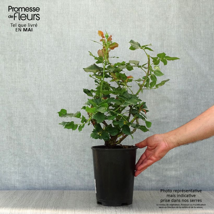 Amostra de Roseira de flor grande La Rotonde - Rosa Vaso de 4 L/5 L tal como entregue na primavera