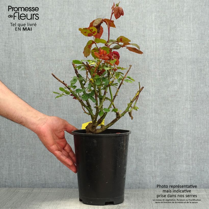 Amostra de Roseira de flor grande Mistinguett® Vaso de 4 L/5 L tal como entregue na primavera