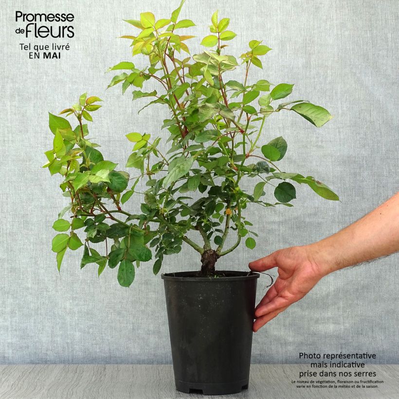 Amostra de Roseira de flor grande Music Hall Vaso de 4 L/5 L tal como entregue na primavera