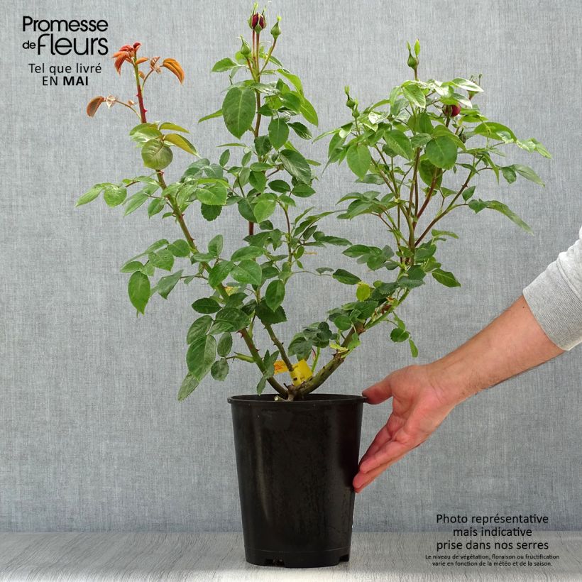 Amostra de Roseira de flor grande Trocadéro Vaso de 4 L/5 L tal como entregue na primavera