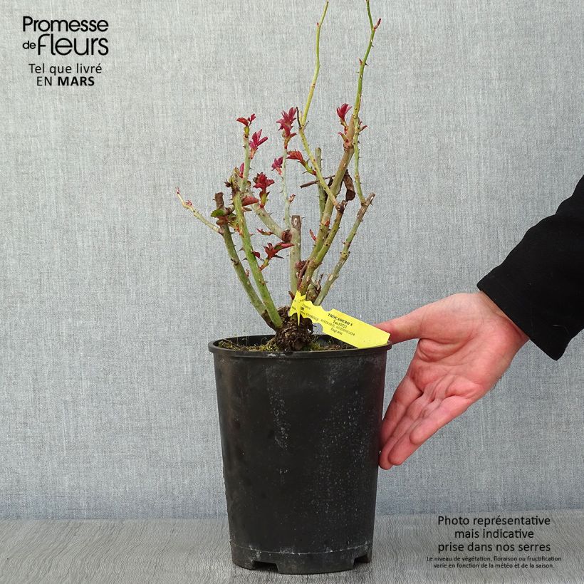 Amostra de Rosier à grandes fleurs Les Années Folles Trocadéro Vaso de 4 L/5 L tal como entregue no inverno