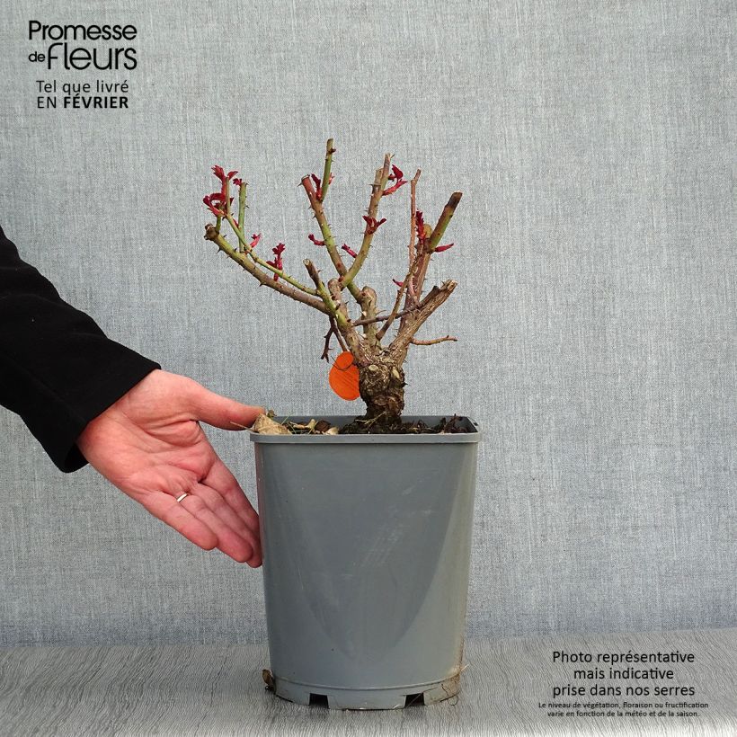 Amostra de Roseira de flor grande Line Renaud Vaso de 4 L/5 L tal como entregue no inverno