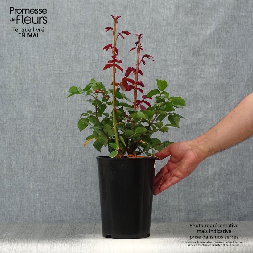 Amostra de Roseira de flor grande Lolita Lempicka Vaso de 4 L/5 L tal como entregue na primavera