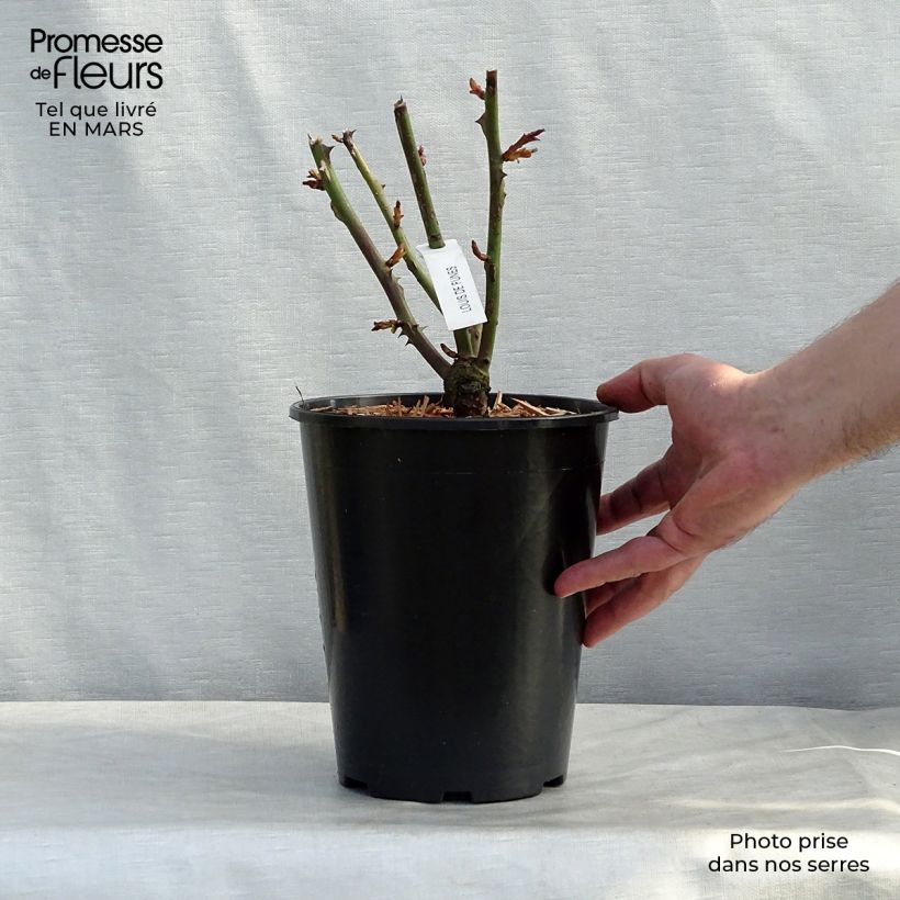 Amostra de Roseira de flor grande Louis de Funes Vaso de 4 L/5 L tal como entregue na primavera