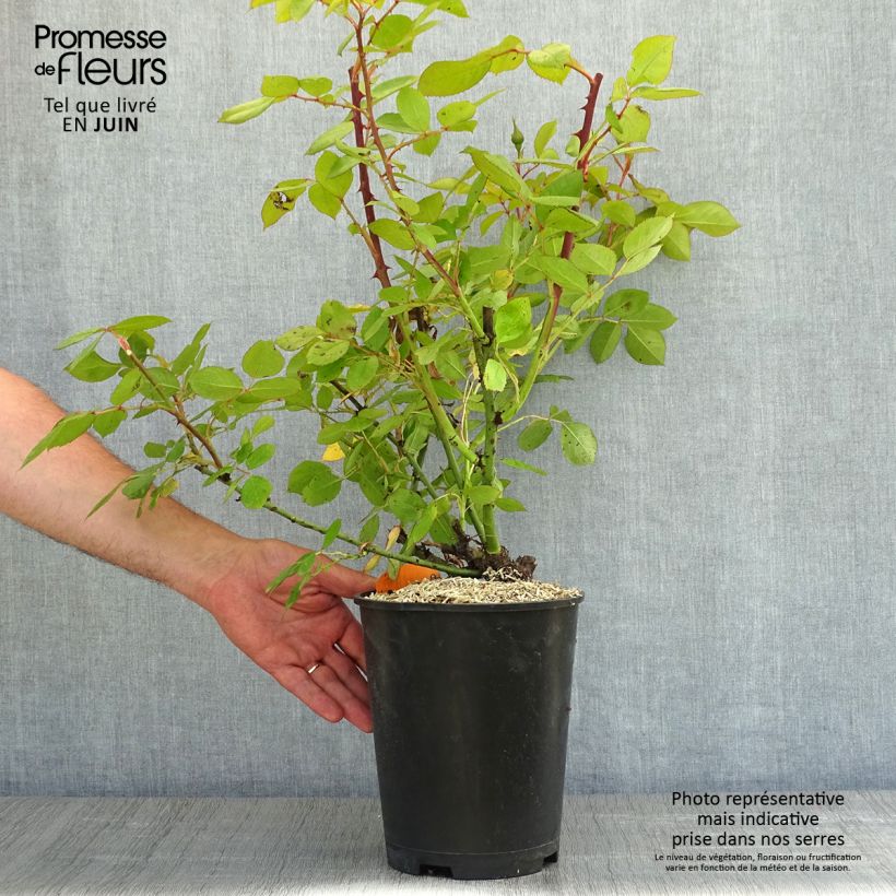 Amostra de Roseira de flor grande Lyon Lumières Vaso de 4 L/5 L tal como entregue na primavera