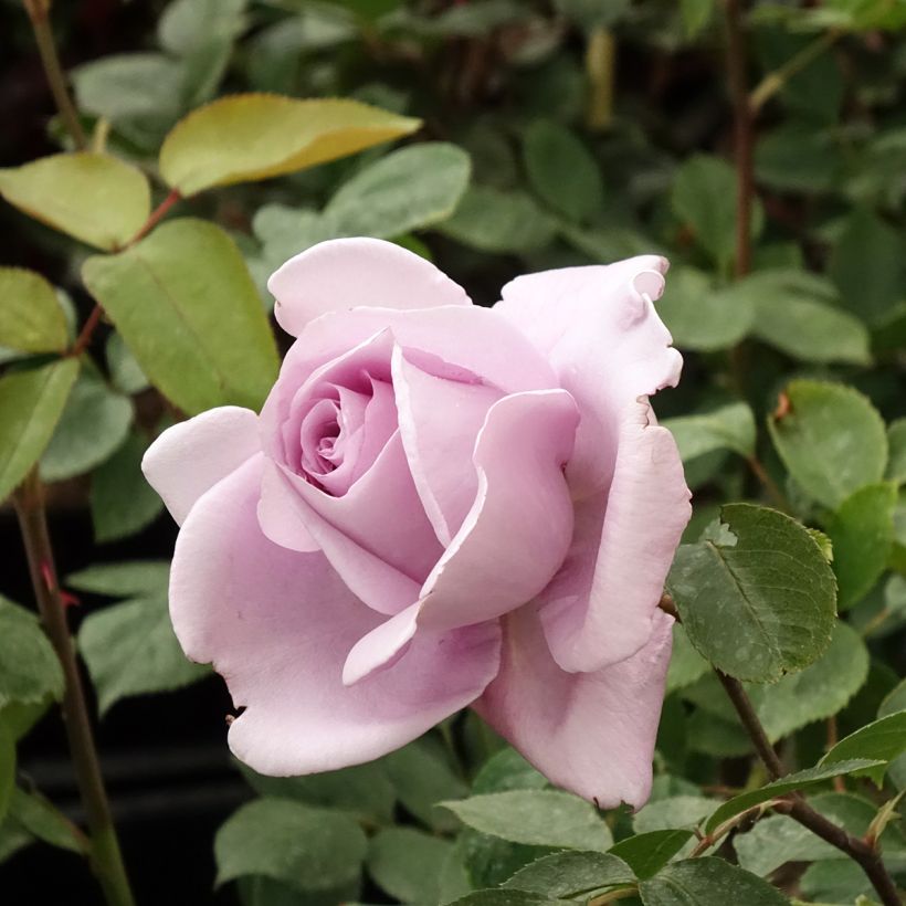 Roseira de flor grande Mamy Blue (Floração)