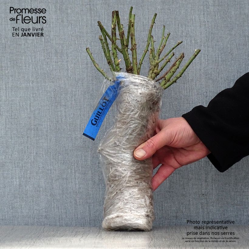 Amostra de Roseira de flor grande Mamy Blue Raízes nuas em torrão tal como entregue no inverno