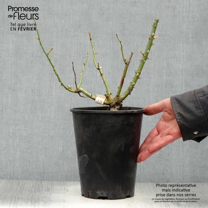 Amostra de Roseira de flor grande Mamy Blue Vaso de 4 L/5 L tal como entregue no inverno