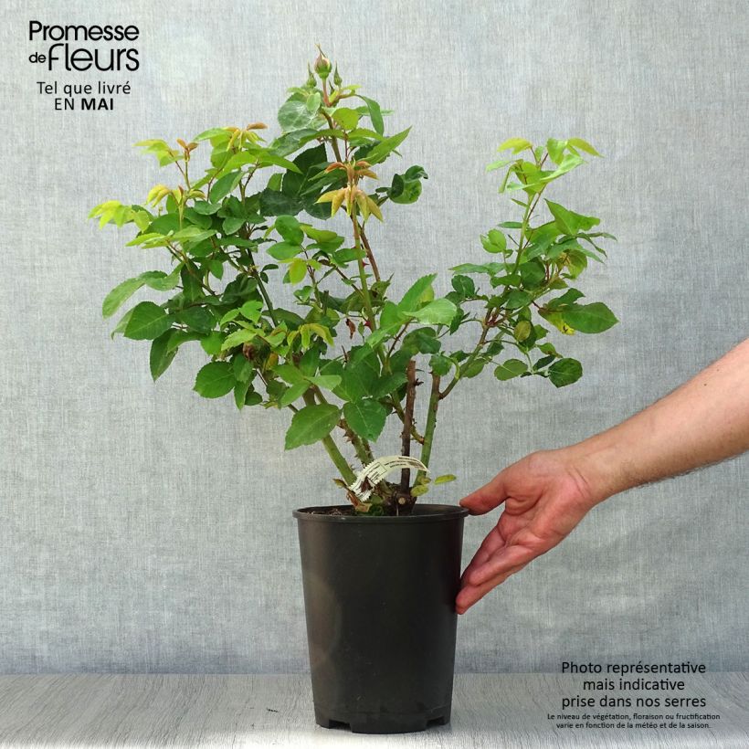 Amostra de Roseira de flor grande Marc Chagall Vaso de 3 L/4 L tal como entregue na primavera