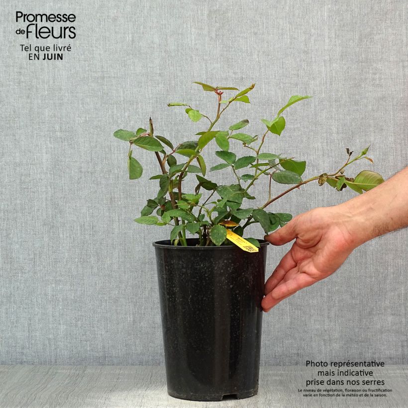 Amostra de Roseira de flor grande Ice Cream Vaso de 4 L/5 L tal como entregue na primavera