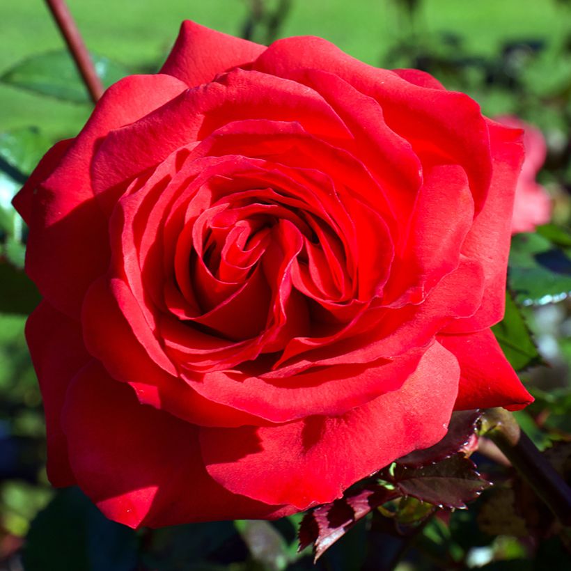 Roseira de flor grande Mister Lincoln (Floração)