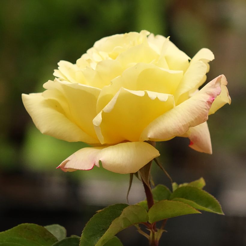 Roseira de flor grande Peace (Floração)