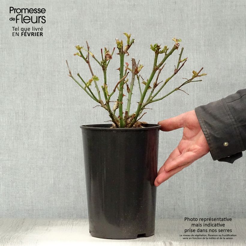 Amostra de Roseira de flor grande Peace Vaso de 4 L/5 L tal como entregue no inverno