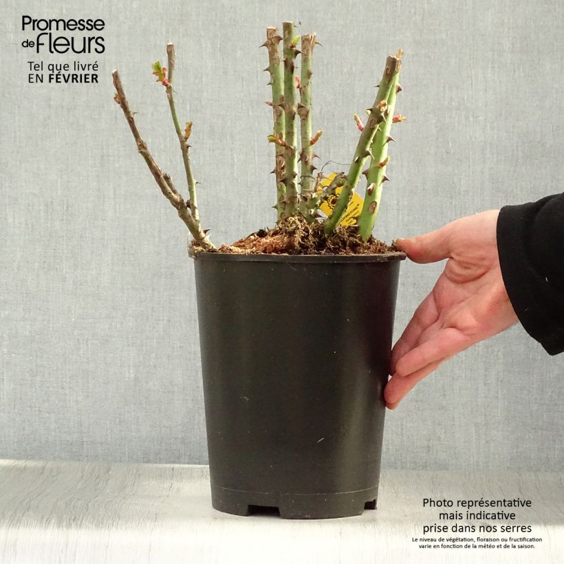 Amostra de Rosier à grandes fleurs Moonstone Vaso de 4 L/5 L tal como entregue no inverno