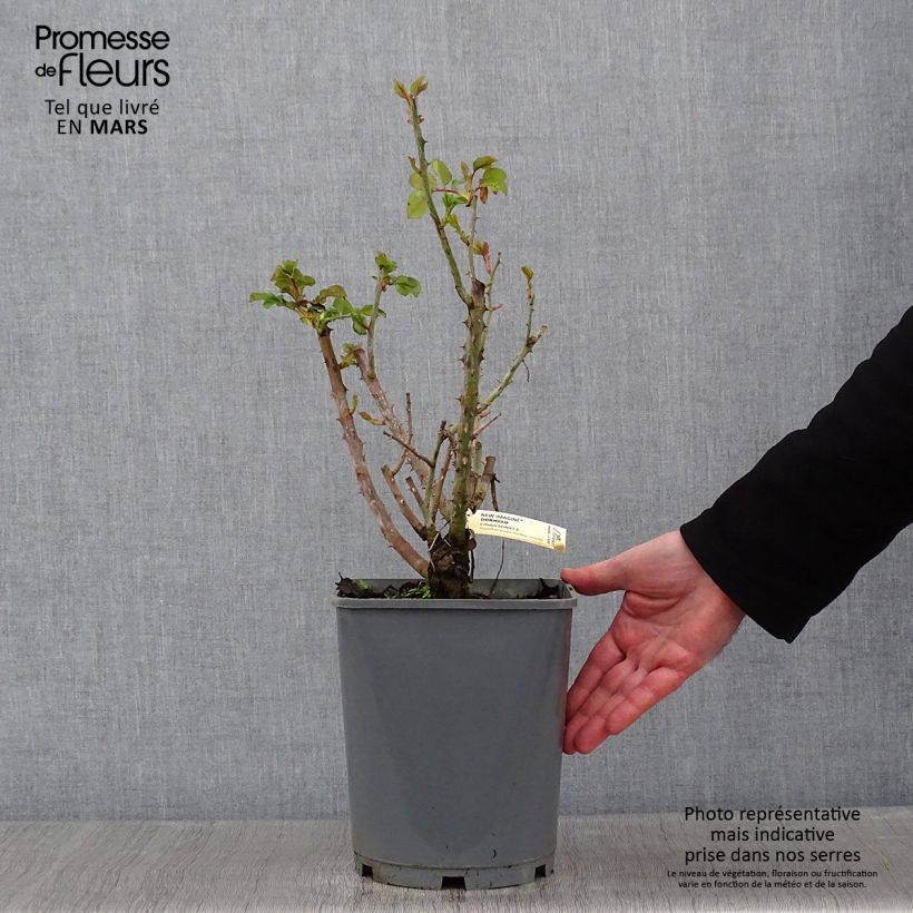 Amostra de Roseira de flor grande New Imagine Vaso de 4 L/5 L tal como entregue no inverno