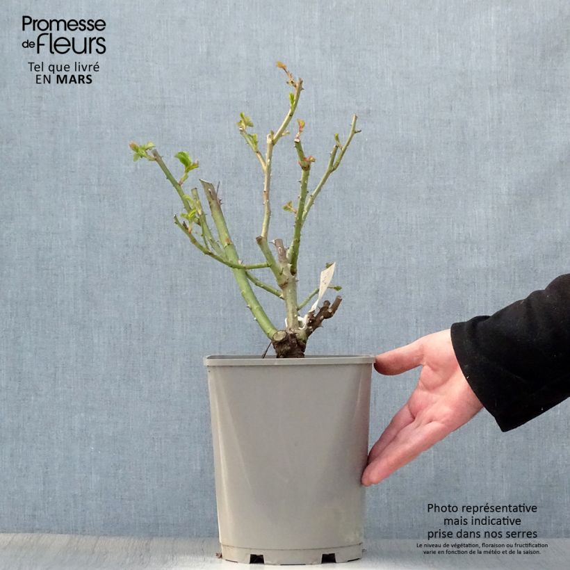 Amostra de Roseira de flor grande New Imagine Vaso de 4 L/5 L tal como entregue na primavera