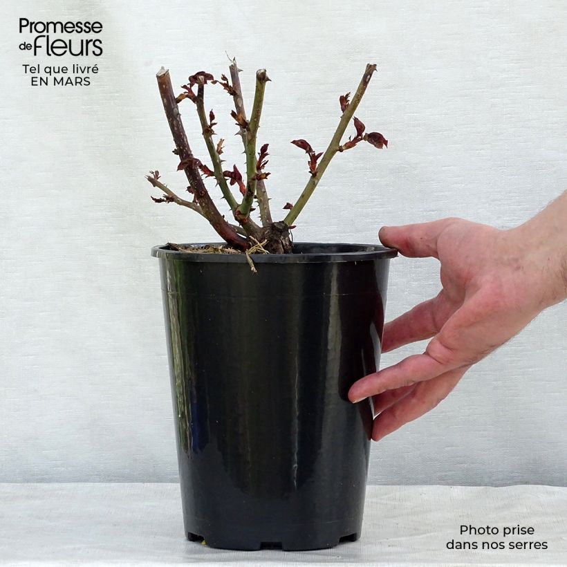 Amostra de Roseira de flor grande Nostalgie Vaso de 4 L/5 L tal como entregue na primavera