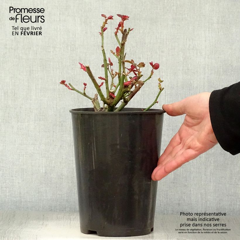 Amostra de Roseira de flor grande Fragrant Cloud Vaso de 3 L/4 L tal como entregue no inverno