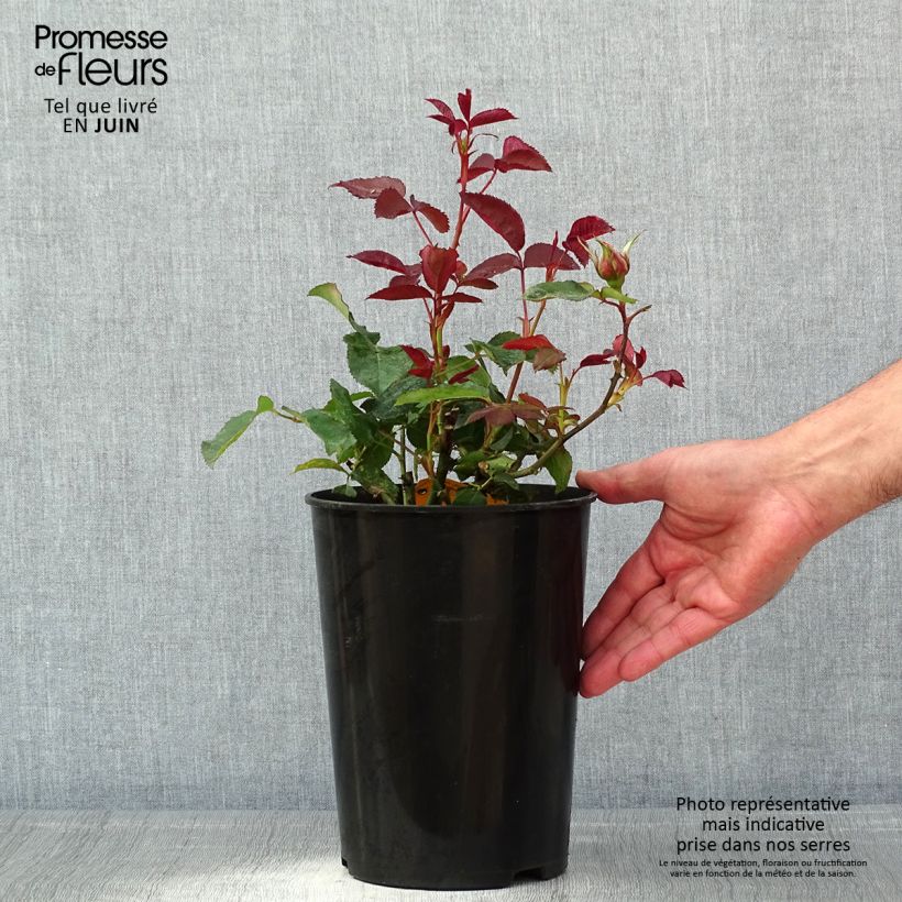 Amostra de Roseira de flor grande Fragrant Cloud Vaso de 3 L/4 L tal como entregue na primavera