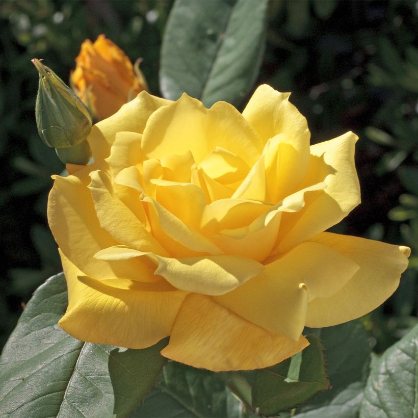 Roseira de flor grande Pacific Sunset (Floração)