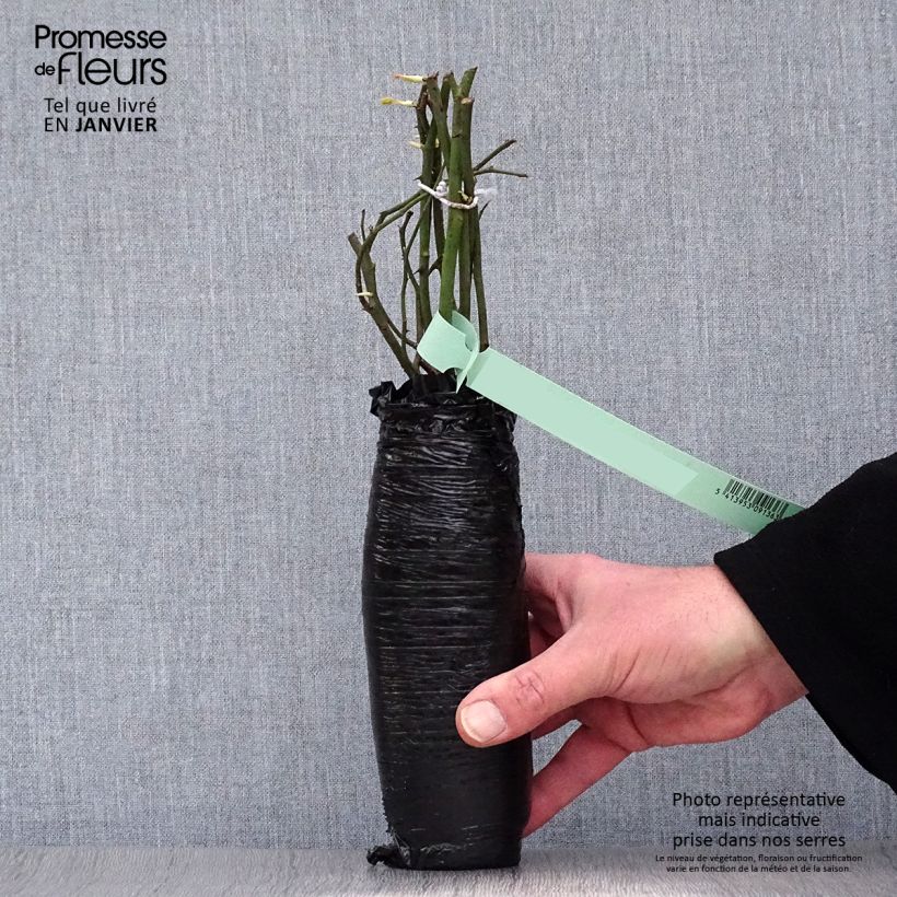 Amostra de Roseira de flor grande Papa Meilland Raízes nuas em torrão tal como entregue no inverno