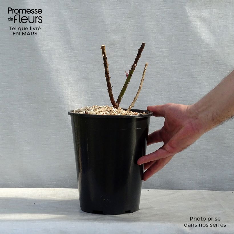 Amostra de Roseira de flor grande Papa Meilland Vaso de 4 L/5 L tal como entregue na primavera