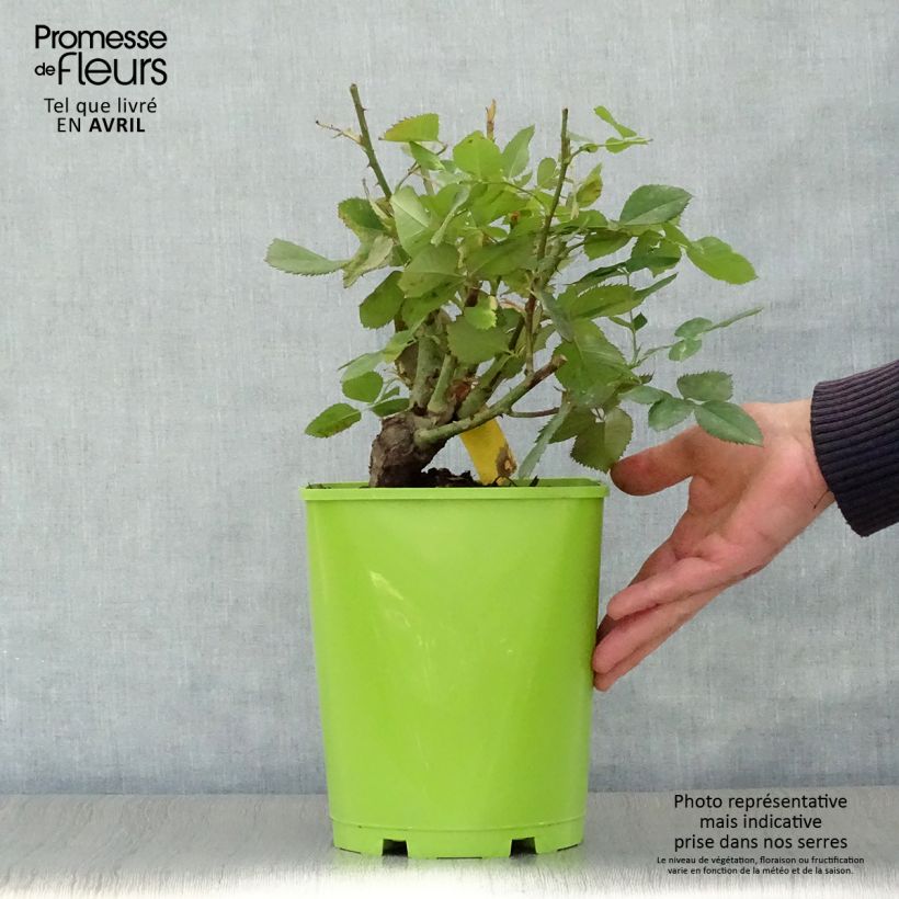 Amostra de Roseira de flor grande Pope John Paul II Vaso de 4 L/5 L tal como entregue na primavera