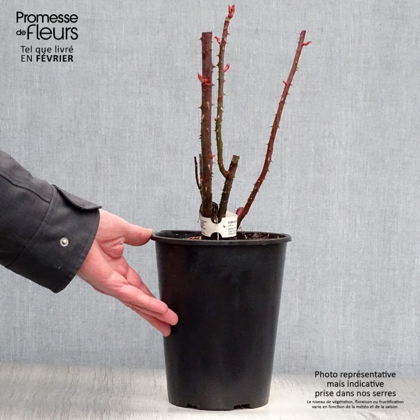 Amostra de Rosier à grandes fleurs Parfum Royal Vaso de 4 L/5 L tal como entregue no inverno