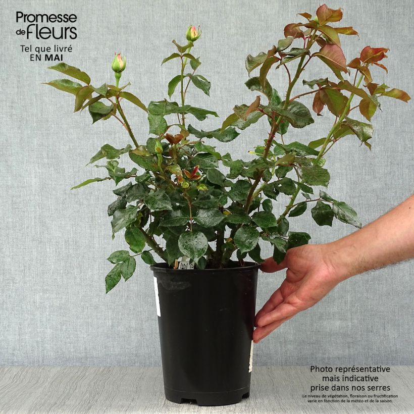 Amostra de Roseira de flor grande Parfum Royal Vaso de 4 L/5 L tal como entregue na primavera