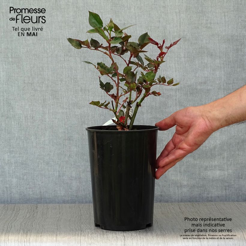 Amostra de Roseira de flor grande Parfum de Grasse Vaso de 4 L/5 L tal como entregue na primavera