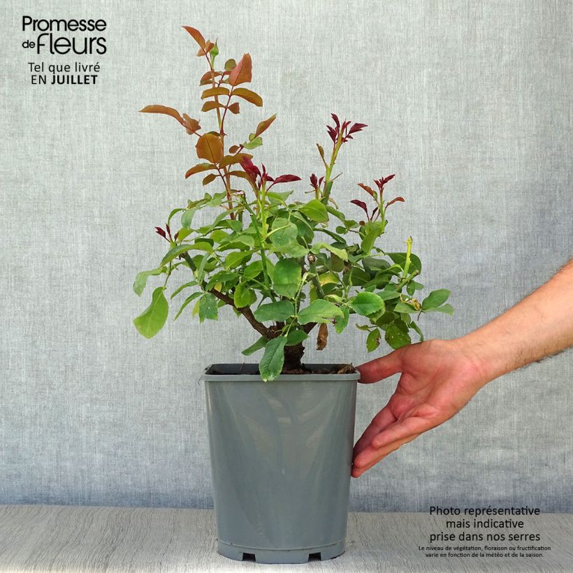 Amostra de Roseira de flor grande Paris d'Yves Saint-Laurent Vaso de 4 L/5 L tal como entregue no verão
