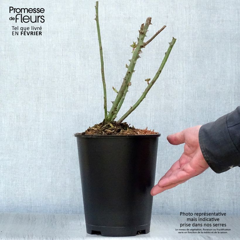 Amostra de Roseira de flor grande Paul Ricard Vaso de 4 L/5 L tal como entregue no inverno