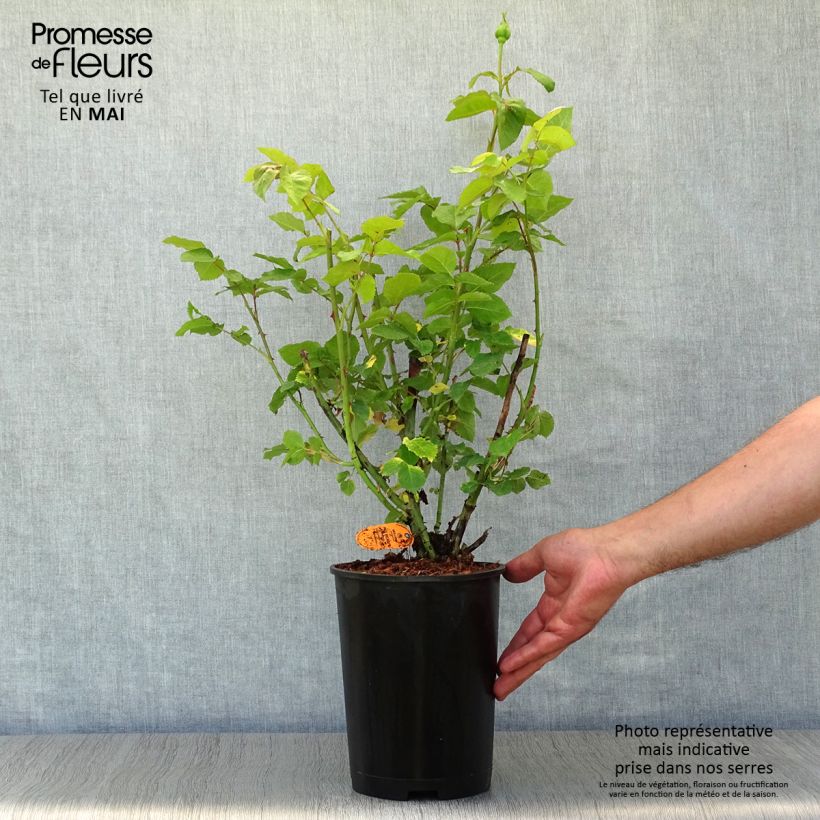 Amostra de Roseira de flor grande Paul Ricard Vaso de 4 L/5 L tal como entregue na primavera