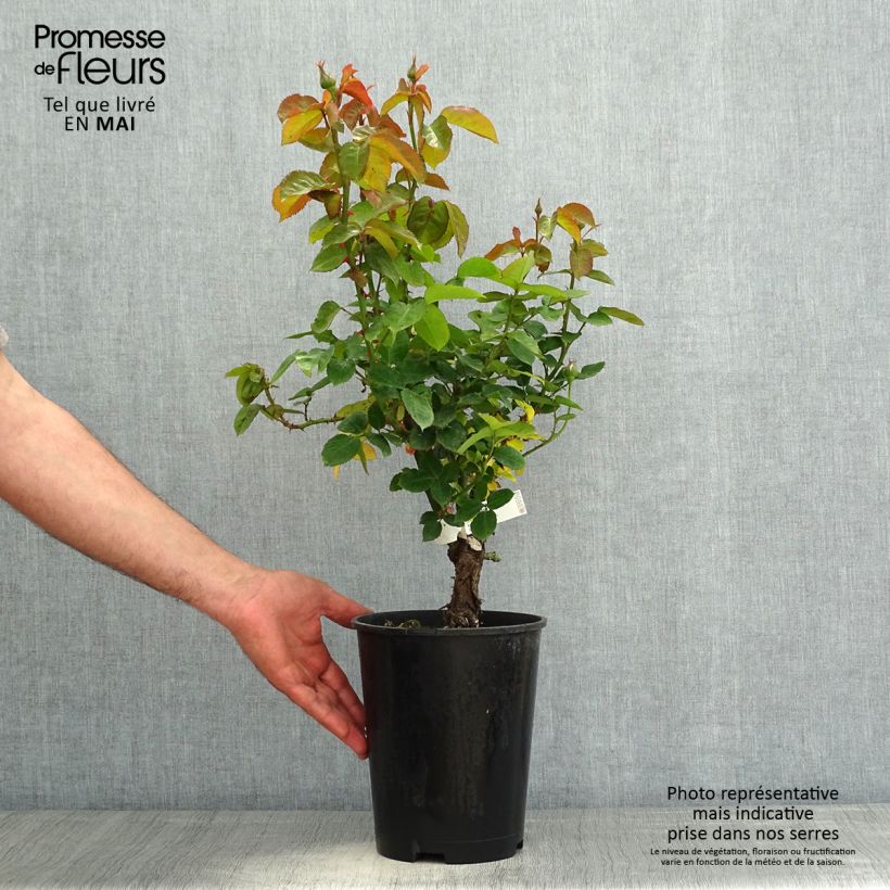 Amostra de Roseira de flor grande Pierre de Luxembourg Vaso de 4 L/5 L tal como entregue na primavera