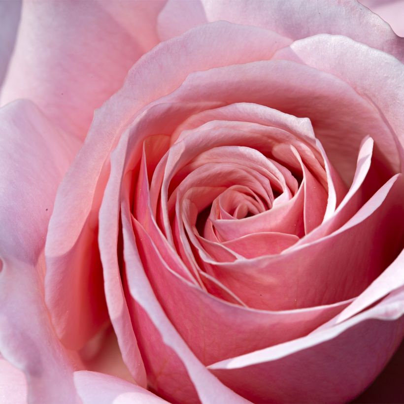 Roseira de flor grande Pierre de Luxembourg (Floração)