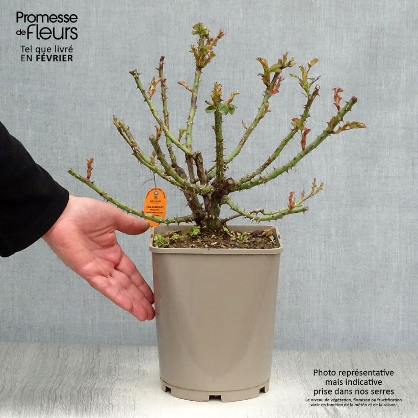 Amostra de Rosier à grandes fleurs Pink Eureka Pot de 4L/5L tal como entregue no inverno