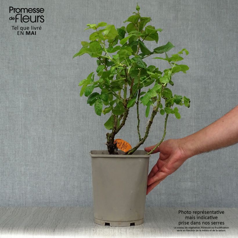 Amostra de Roseira de flor grande Pink Eureka Vaso de 4 L/5 L tal como entregue na primavera