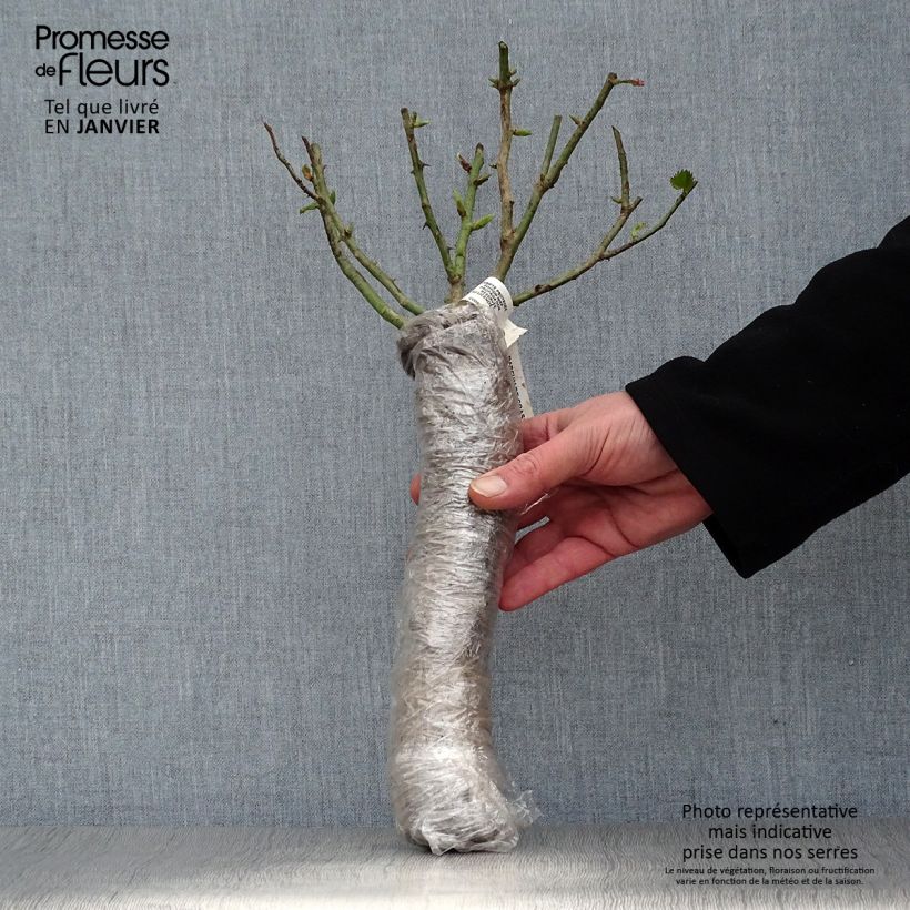 Amostra de Rosier à grandes fleurs Poseidon Racines nues en motte tal como entregue no inverno