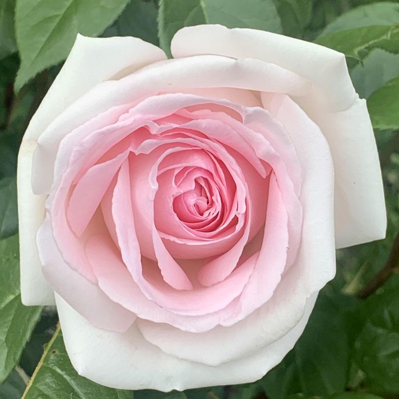 Roseira de flor grande Prince Jardinier (Floração)
