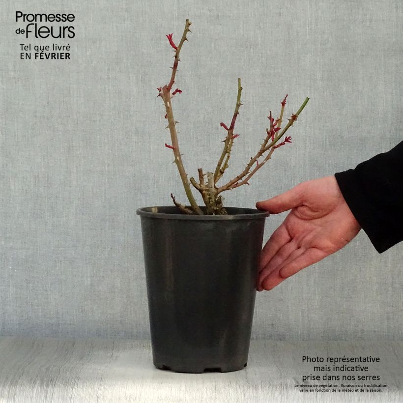 Amostra de Rosier à grandes fleurs Princesse Alexandra Renaissance Pot de 4L/5L tal como entregue no inverno