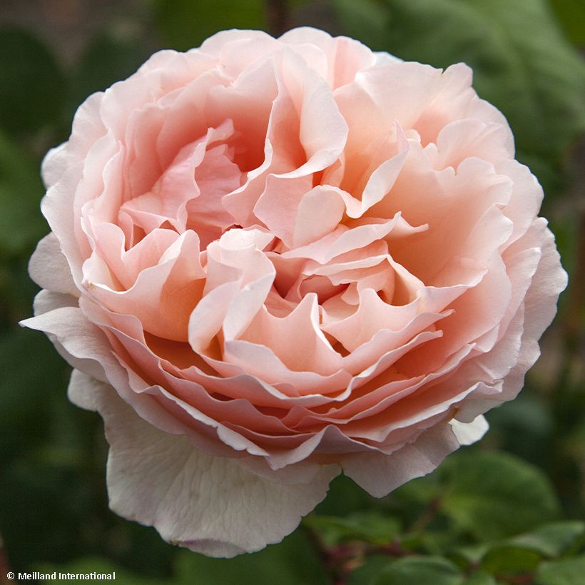 Roseira de flor grande Princesse Charlene de Monaco - Rosa (Floração)