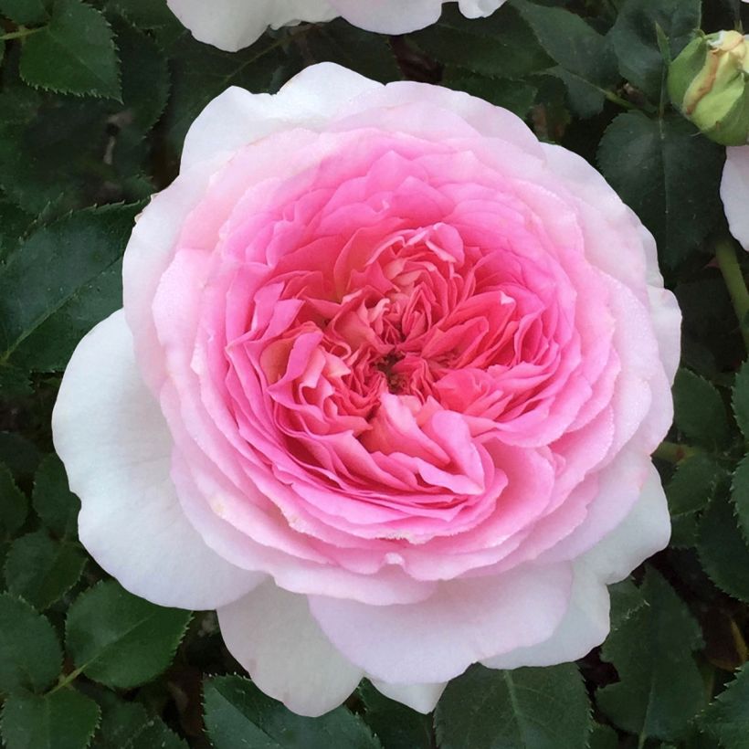 Roseira de flor grande Ragazza (Floração)