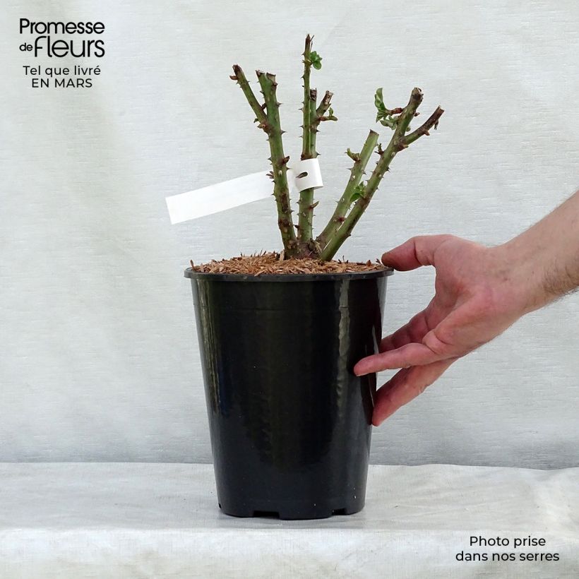 Amostra de Rosier à grandes fleurs Remember Pot de 4L/5L tal como entregue no inverno