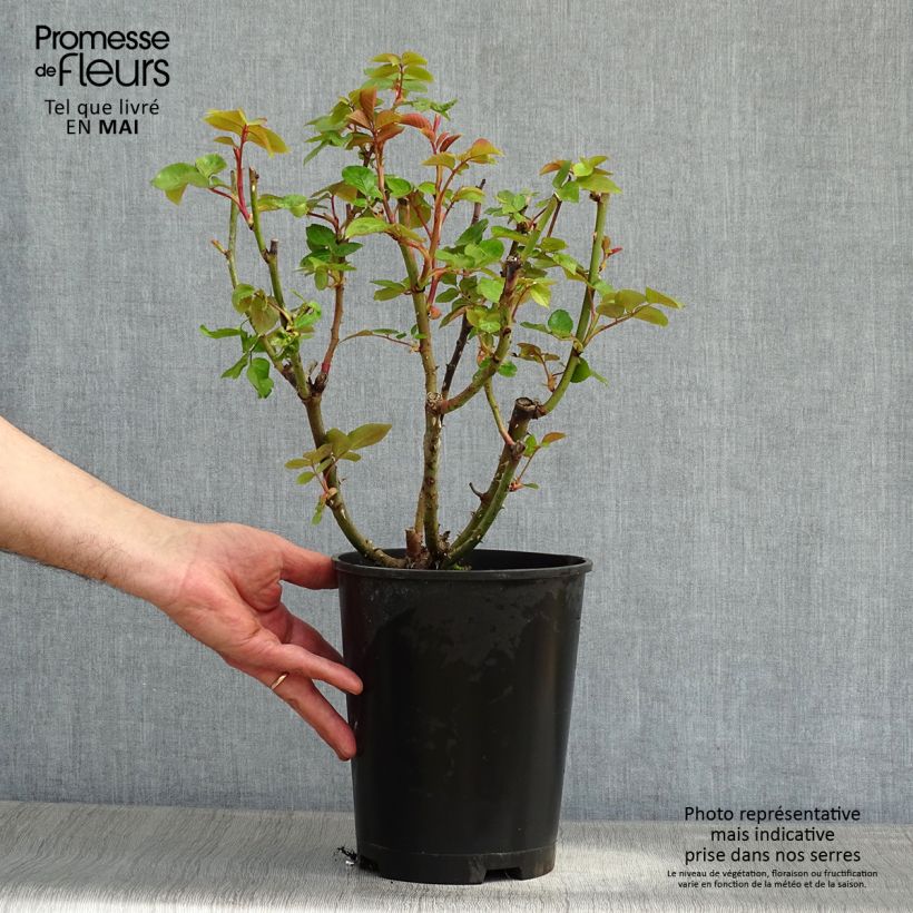 Amostra de Roseira de flor grande Remember® Vaso de 4 L/5 L tal como entregue na primavera
